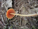 Entoloma quadratum image