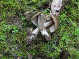 Entoloma strictius image