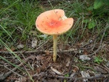 Amanita parcivolvata image