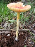 Amanita parcivolvata image