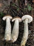 Leccinum snellii image