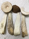 Leccinum snellii image