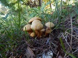 Gymnopilus luteus image