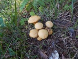 Gymnopilus luteus image