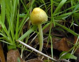 Bolbitius vitellinus image