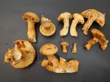 Gymnopilus luteus image