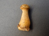 Gymnopilus luteus image
