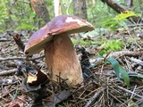 Boletus subcaerulescens image