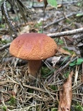 Boletus subcaerulescens image