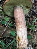 Boletus subcaerulescens image