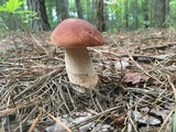 Boletus subcaerulescens image