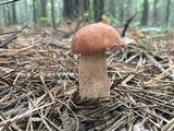 Boletus subcaerulescens image