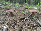 Boletus subcaerulescens image