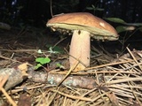 Boletus subcaerulescens image