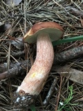 Boletus subcaerulescens image