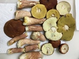 Boletus subcaerulescens image