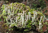 Cladonia pyxidata image