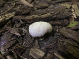 Entoloma abortivum image