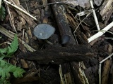 Helvella fibrosa image