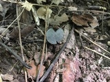 Helvella fibrosa image