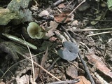 Helvella fibrosa image