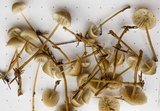 Mycena piceicola image