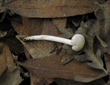 Alboleptonia adnatifolia image