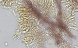 Mycena piceicola image