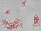 Mycena piceicola image