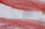Mycena piceicola image
