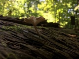 Arrhenia epichysium image