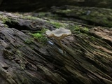 Arrhenia epichysium image