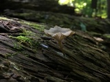 Arrhenia epichysium image