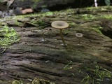 Arrhenia epichysium image