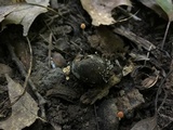 Hymenoscyphus fructigenus image