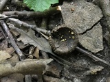 Hymenoscyphus fructigenus image