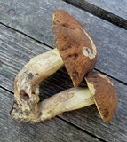 Leccinellum crocipodium image