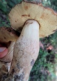 Leccinellum crocipodium image