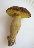 Leccinellum crocipodium image