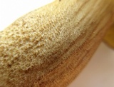 Leccinellum crocipodium image