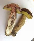 Leccinellum crocipodium image