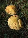 Suillus americanus image