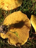 Suillus americanus image