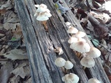 Mycena inclinata image
