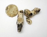 Amanita magniverrucata image