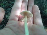 Inocybe albodisca image