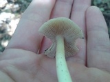 Inocybe albodisca image