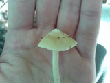 Inocybe albodisca image
