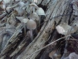 Mycena alcalina image