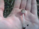 Mycena alcalina image
